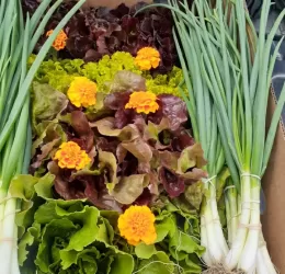 Farm Fresh Veggie Box Small